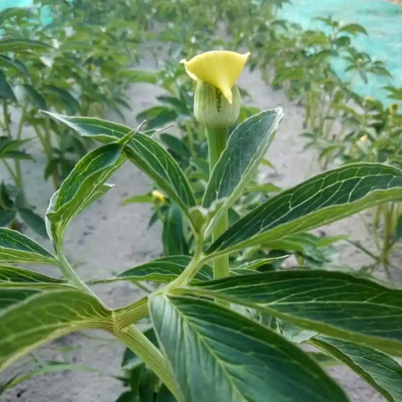 Arisaema flavum - Hoge kwaliteit