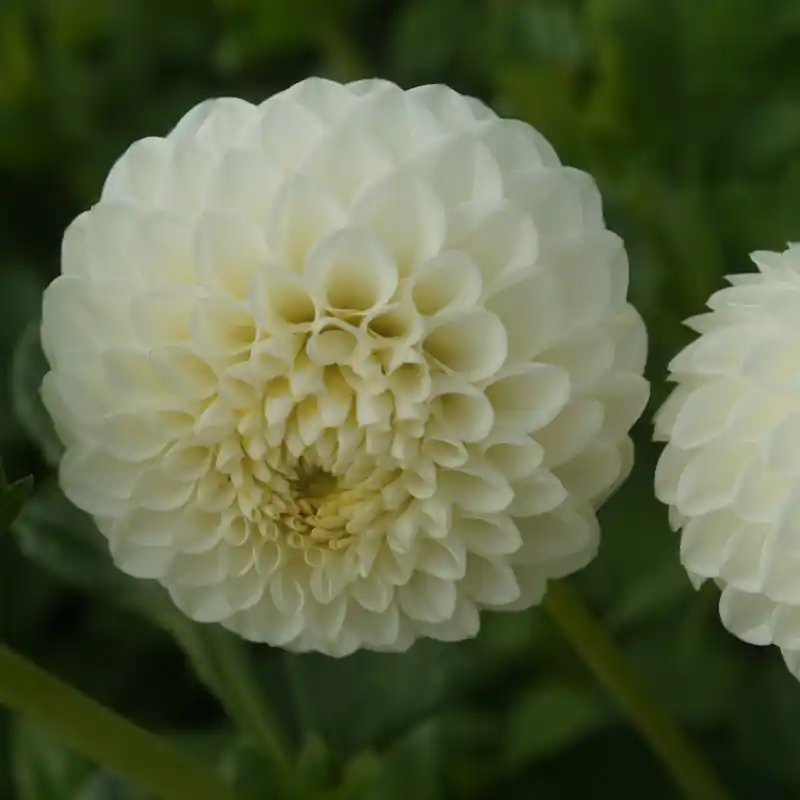 Dahlia ‘White Aster‘ - Mis het niet