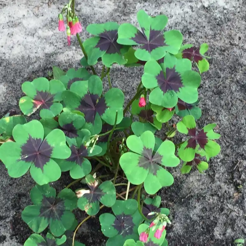Oxalis deppei ‘Iron Cross‘ - Bestseller