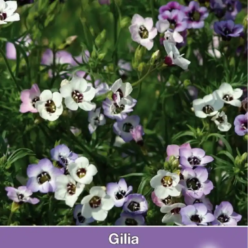 Gilia tricolor ‘Felicitas‘ -zaden- | Zojuist toegevoegd