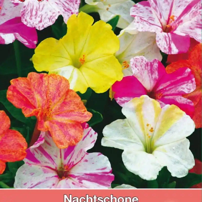 Topkwaliteit | Mirabilis jalapa ‘Marbles Mix‘ -zaden-