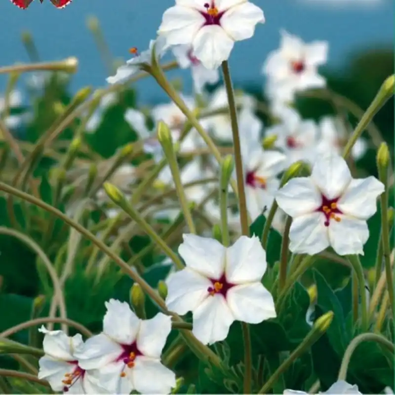 Direct leverbaar | Mirabilis longiflora -zaden-