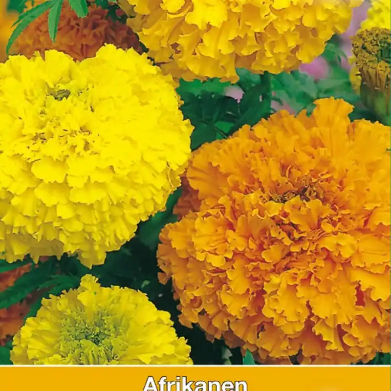 Tagetes erecta ‘Crackerjack‘ -zaden- - Dagdeal