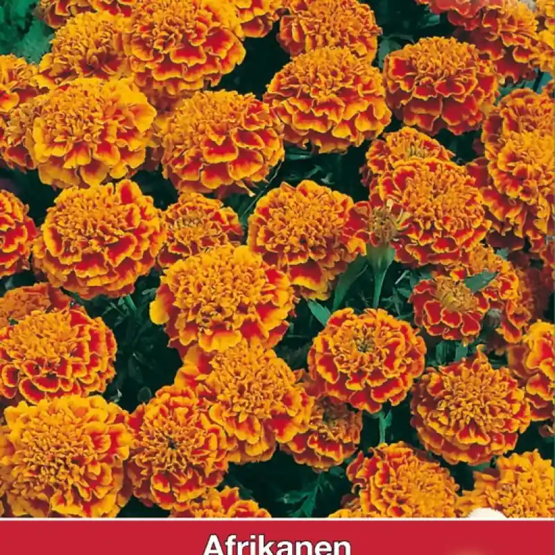 Tagetes patula nana ‘Honeycomb‘ -zaden- | Prijs verlaagd