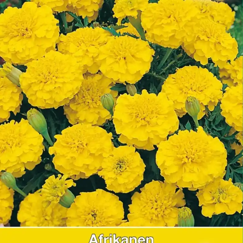 Tagetes patula nana ‘Lemon Drop‘ -zaden- | Eenvoudig retourneren