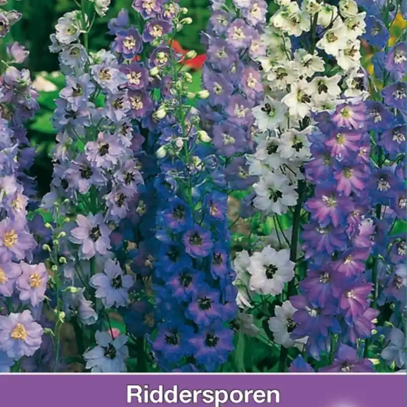 Delphinium cultorum ‘Pacific Giant‘ -zaden- | Veel voordeel