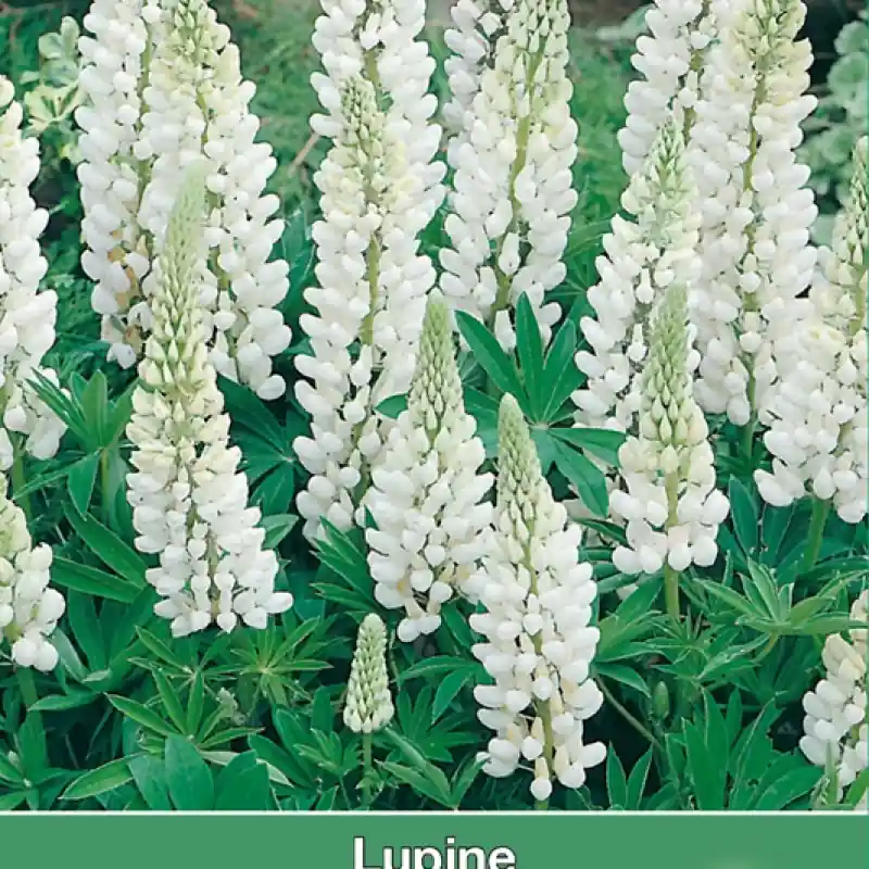 Lupinus polyphyllus ‘Noble Maiden‘ -zaden- - Bestel nu