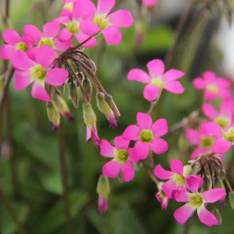 Oxalis lasiandra | Koop vandaag
