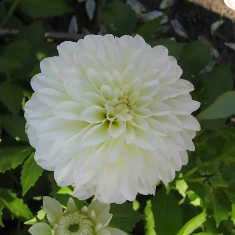 Dahlia ‘Karma Serena‘ ® | Bestel vandaag