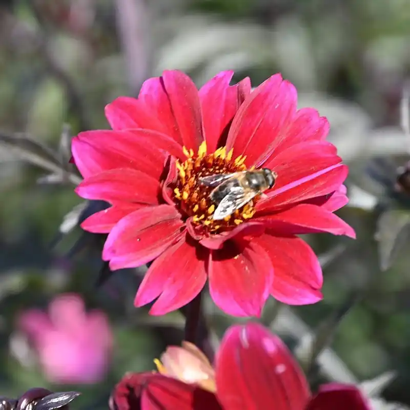 Dahlia ‘Bishop of Canterbury‘ - Net binnen