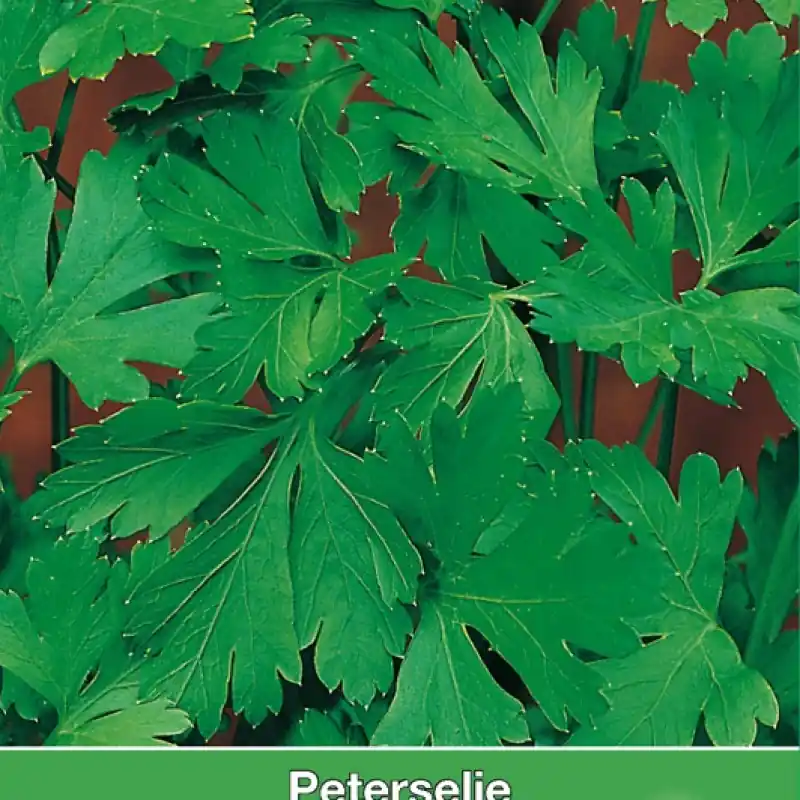 Peterselie Gewone Snij / Petroselinum crispum ‘Gewone Snij‘ -zaden- - Nog maar enkele beschikbaar