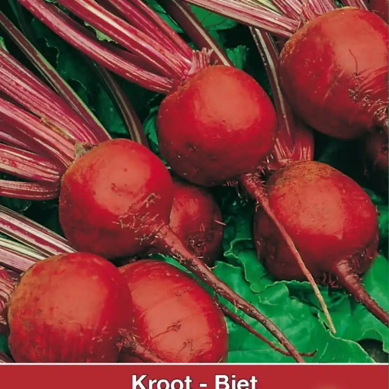 Biet - Kroot Kogel of Detroit 2 -zaden- | Direct leverbaar