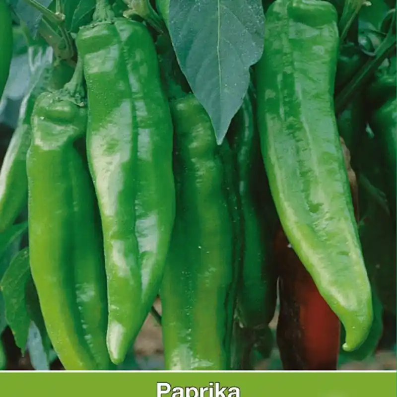 Trending | Paprika Lipari F1 -zaden-