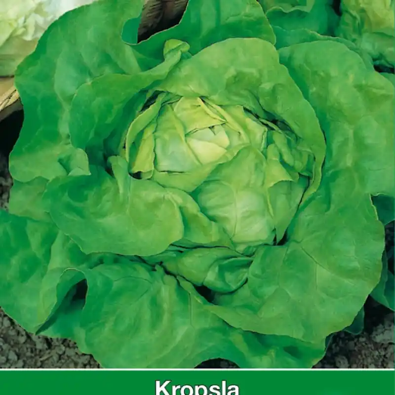 Kropsla Attractie -zaden- | Lage prijs