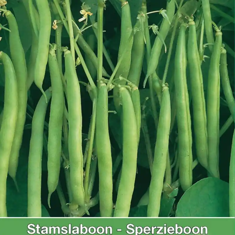 Topdeal | Stamslaboon Dubbele witte, 60 gr. -zaden-