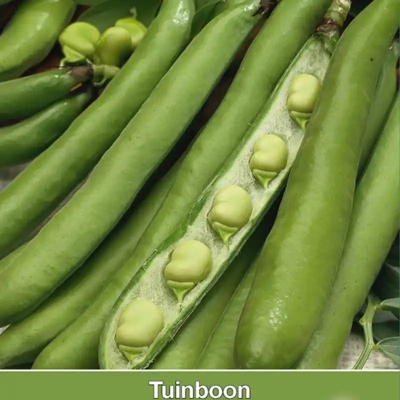 Tuinboon Groene hangers, 60 gr. -zaden- - Populair bij klanten