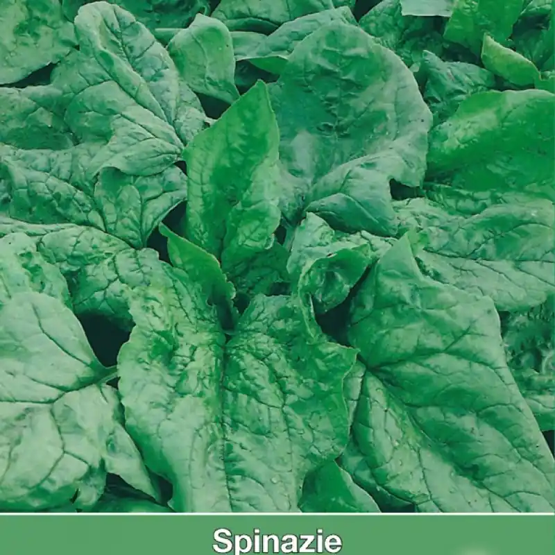 Favoriet van klanten | Spinazie Winterreuzen, 35 gr. -zaden-