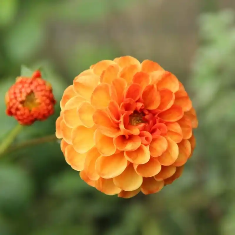 Sale | Dahlia ‘Bantling‘