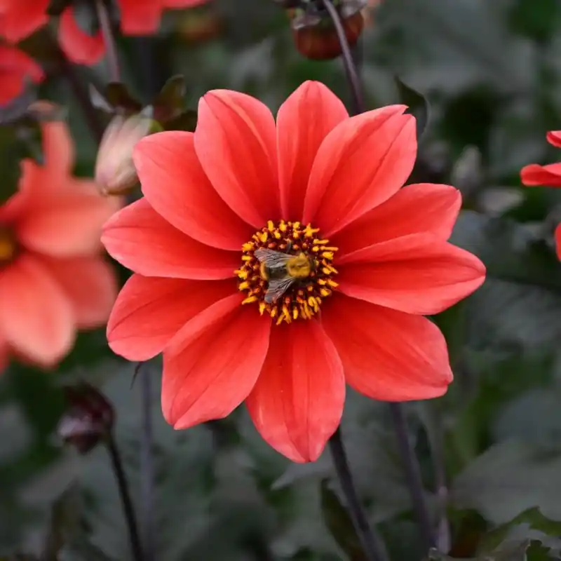 Dahlia ‘Catherine Deneuve‘ | Topprijs