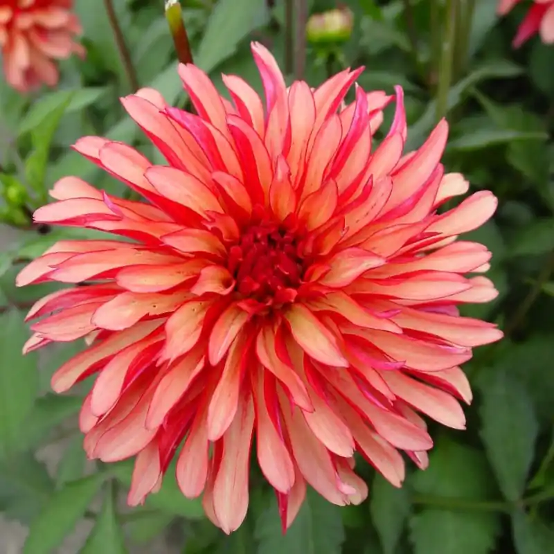 Dahlia ‘Gallery Art Deco‘ ® | Gratis retourneren