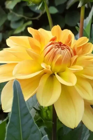 Zojuist toegevoegd - Dahlia ‘Karma Gold‘ ®