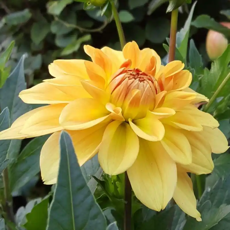 Zojuist toegevoegd - Dahlia ‘Karma Gold‘ ®