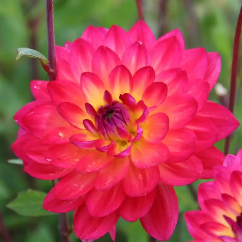 Dahlia ‘Kilburn Glow‘ - Bespaar nu