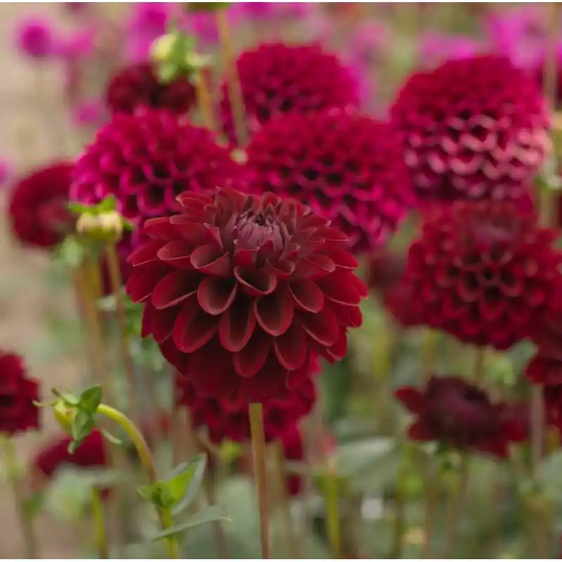 Topdeal | Dahlia ‘Maroon Fox‘ ®