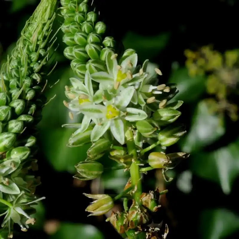Hoge kwaliteit - Ornithogalum longibracteatum