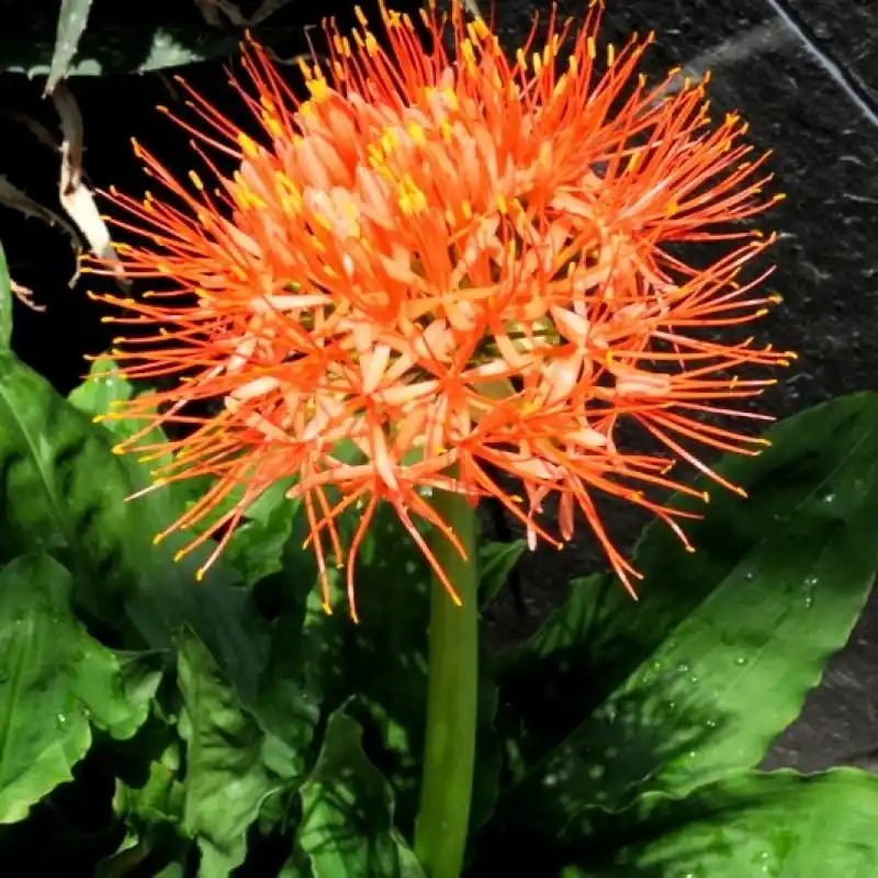 Laatste dagen | Scadoxus multiflorus ssp. katherinae -DS-