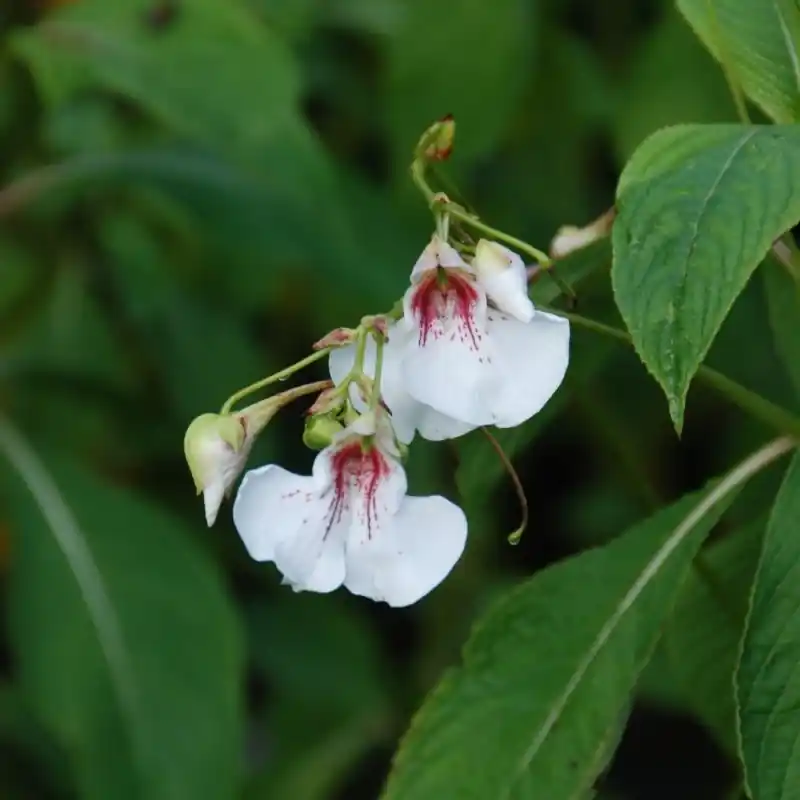 Veel gekozen | Impatiens tinctoria