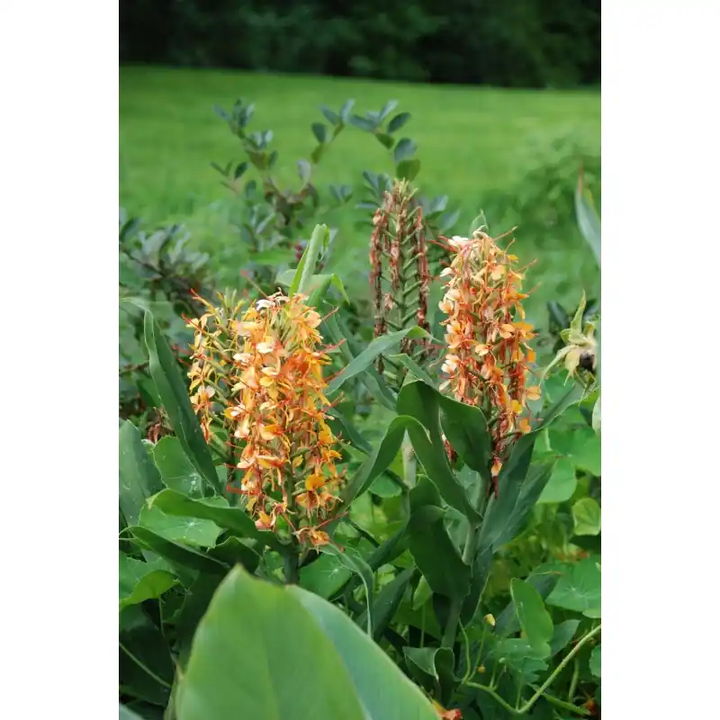 Beste prijs | Hedychium ‘Tara‘