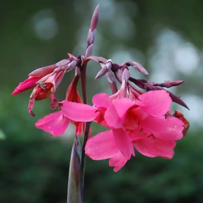 Canna x ehemanii | Populair