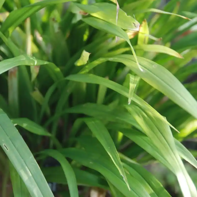 Extra korting | Aspidistra hainanensis subsp. caespitosa