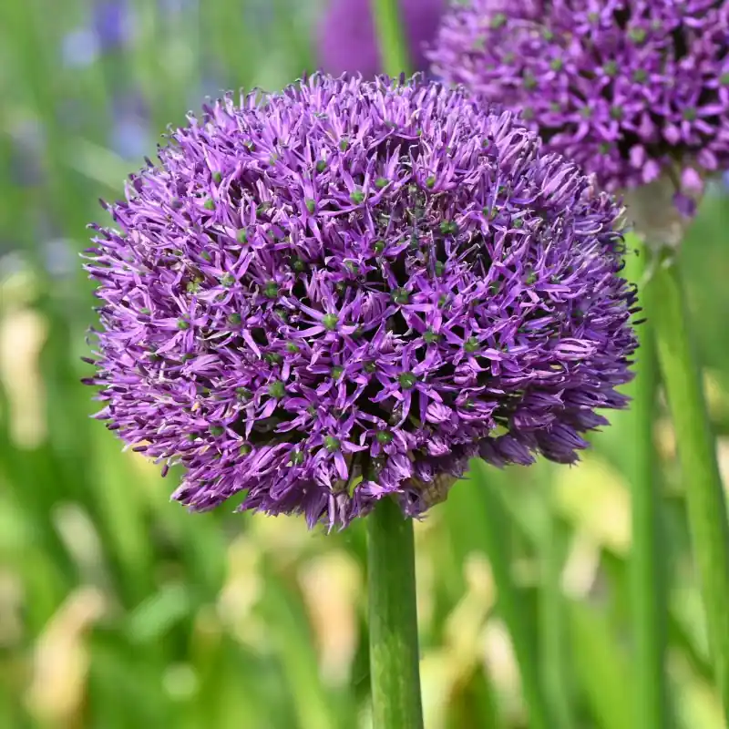 Allium altissimum ‘Goliath‘ | Premium