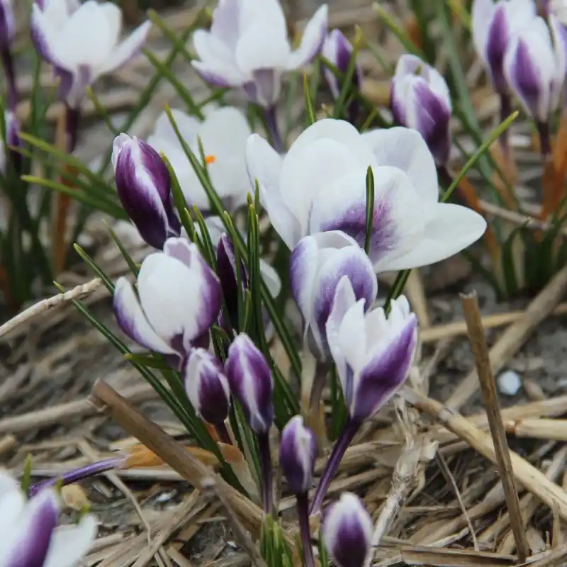 Crocus chrysanthus ‘Ladykiller‘ | Veel gevraagd