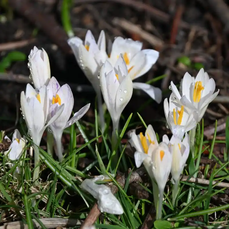 Beperkte voorraad | Crocus tommasinianus ‘Albus‘