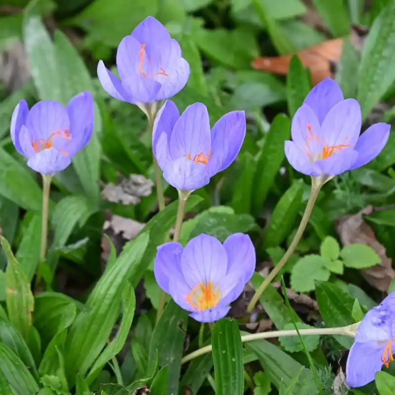 Crocus speciosus subsp. speciosus | Nieuw binnengekomen