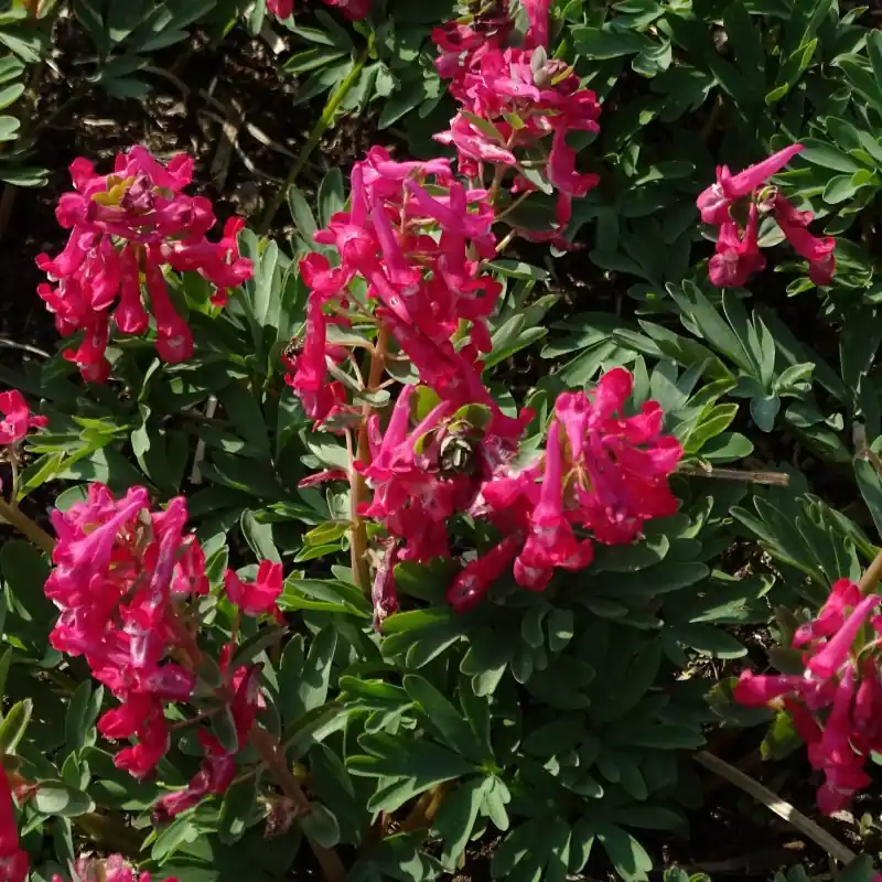 Bestel vandaag | Corydalis solida ‘Cantate‘
