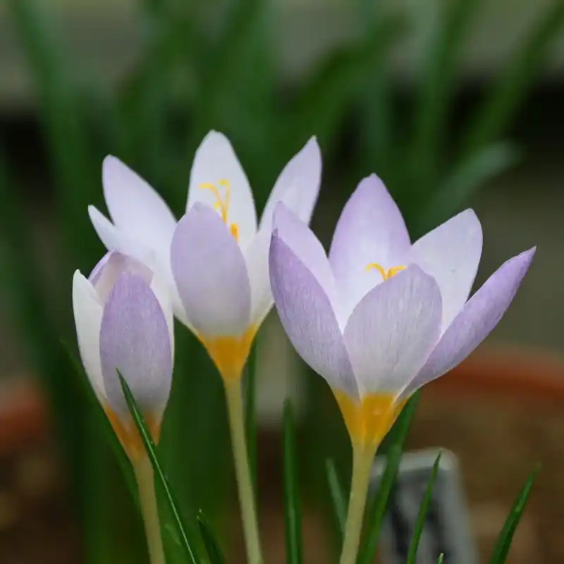 Direct kopen | Crocus caspius