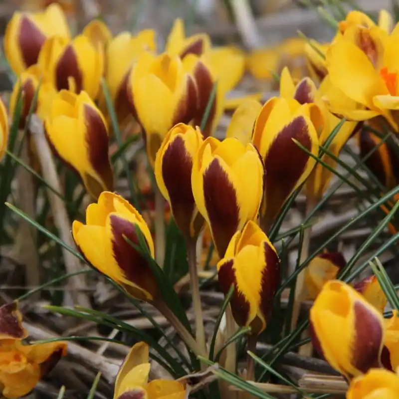 Lage prijs | Crocus chrysanthus ‘Elegance‘