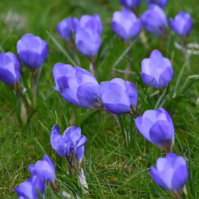 Crocus chrysanthus ‘Zenith‘ | Fabrieksprijs