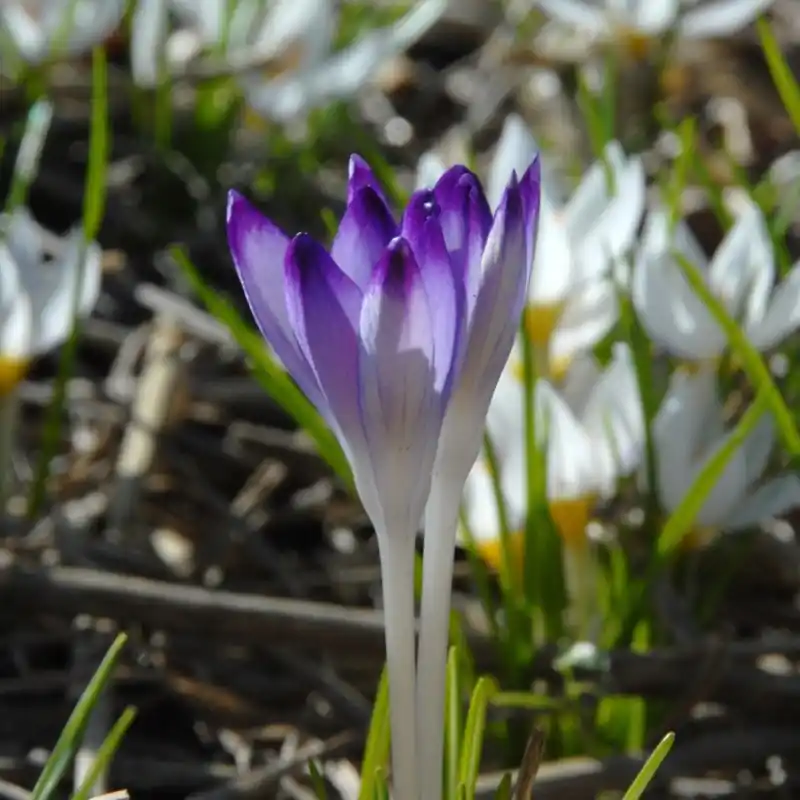 Topdeal - Crocus tommasinianus ‘Pictus‘