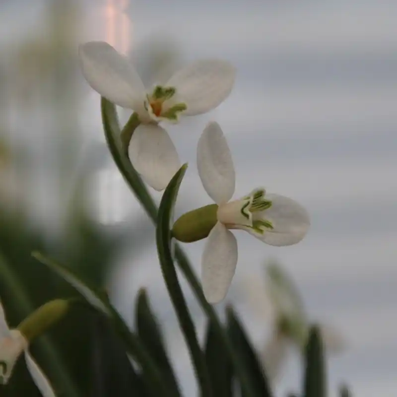 Galanthus alpinus var. bortkewitschianus - Topproduct