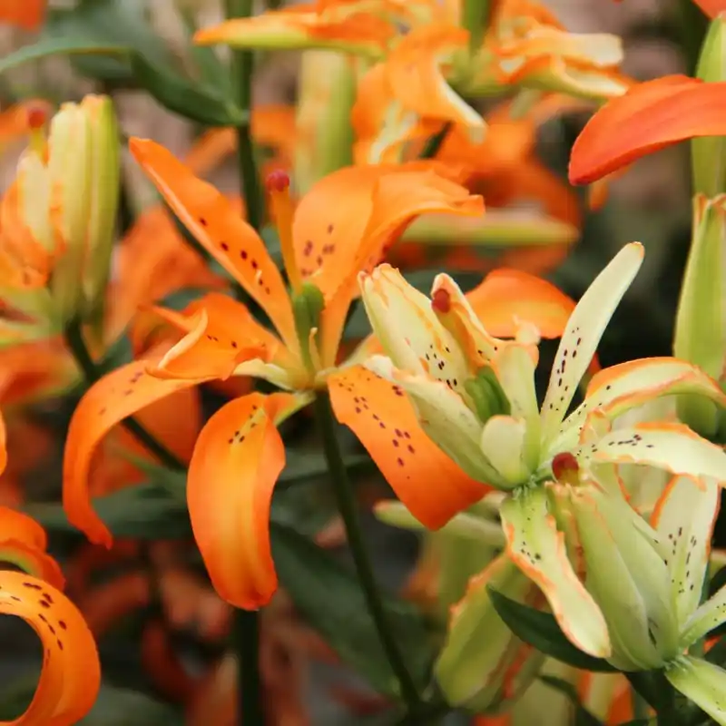 Actieprijs - Lilium ‘Must See‘