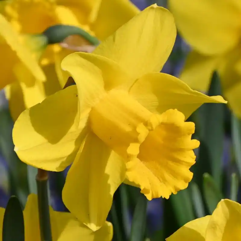 Narcissus ‘Arkle‘ | Zojuist toegevoegd
