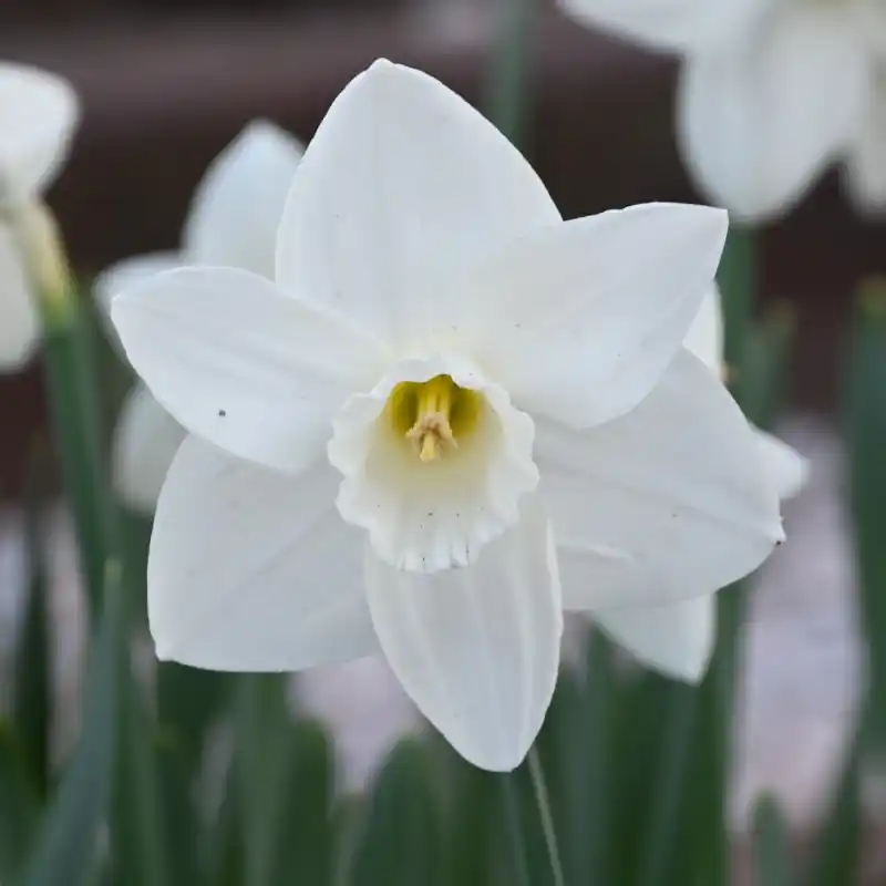 Net toegevoegd - Narcissus ‘Bloemendaal‘