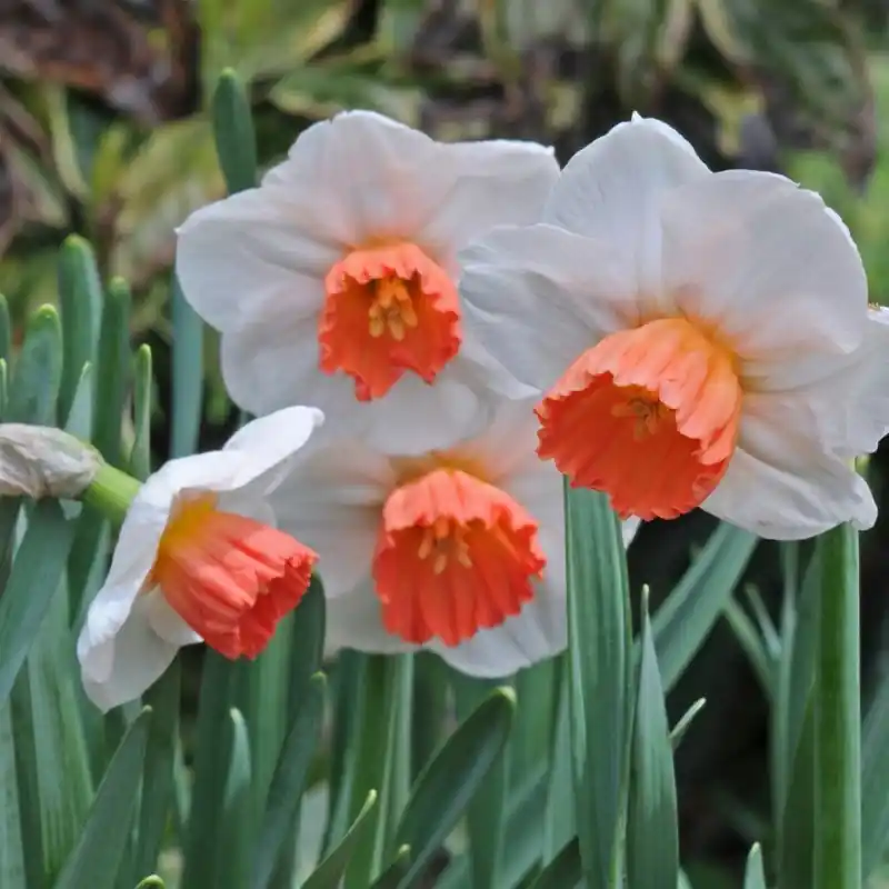 Online bestellen | Narcissus ‘Brook Ager‘