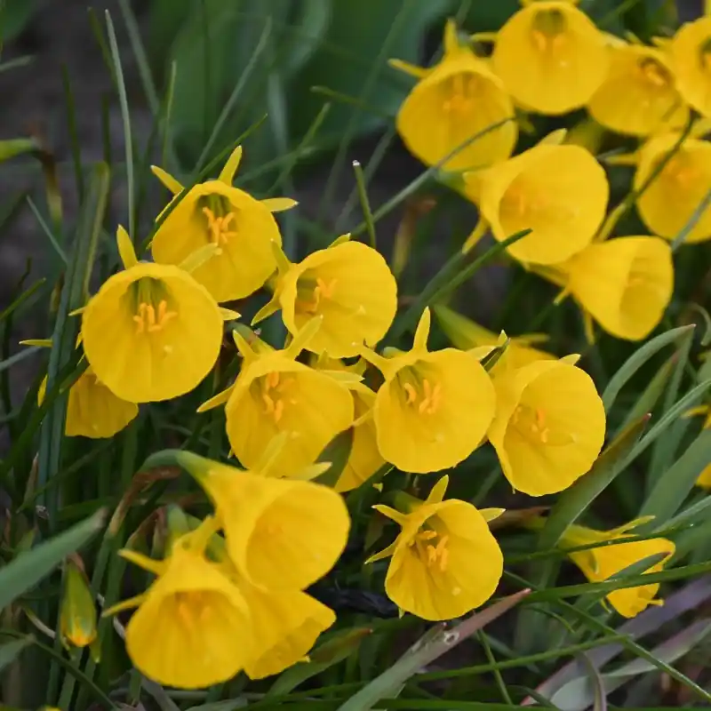 Narcissus bulbocodium ‘Oxford Gold‘ - Topkwaliteit