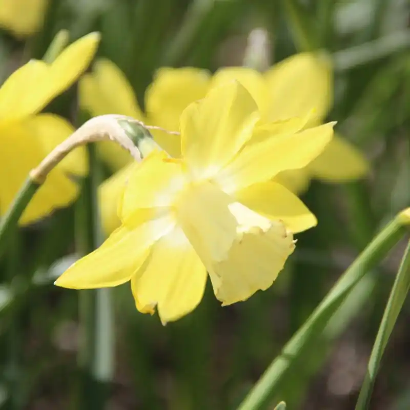 Narcissus ‘Cloud Nine‘ - Profiteer nu